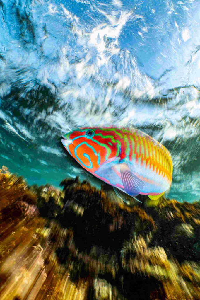 Klunzinger's Wrasse In Motion / © Somogyi Enrico / UPY 2023