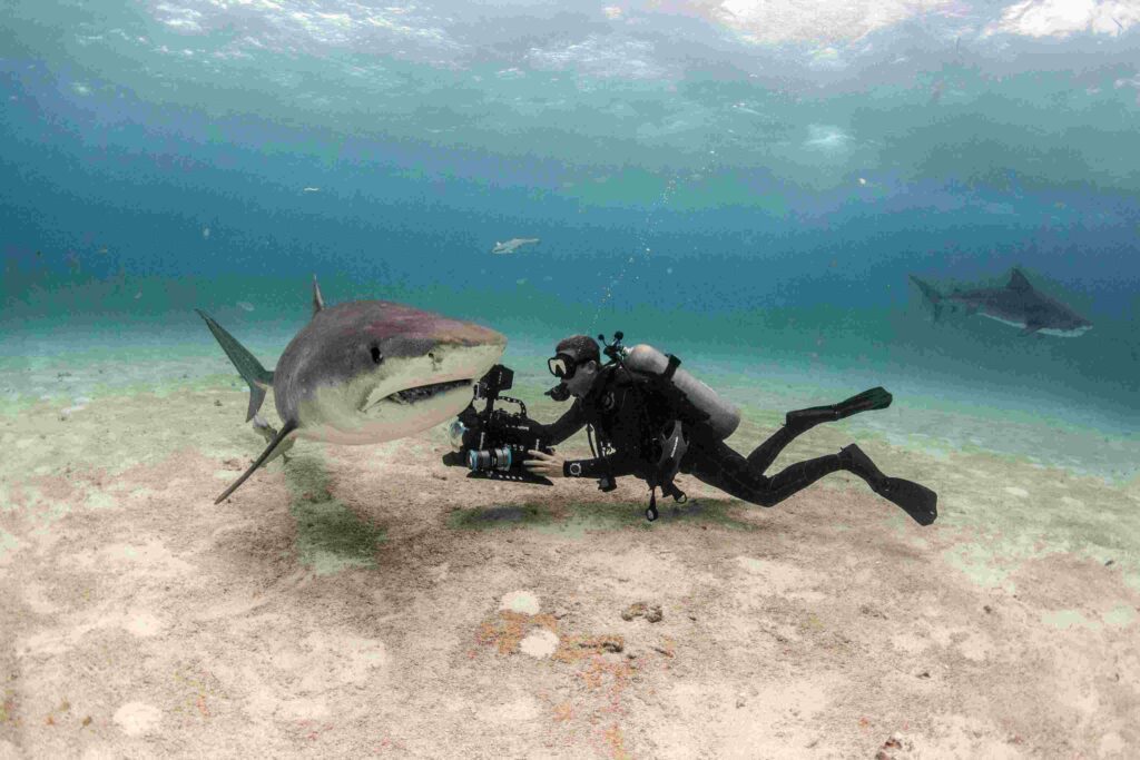 ABC with shark (Neil Andrea)