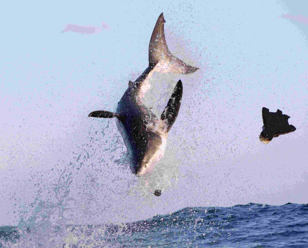 Breaching shark (Andy B Casagrande)