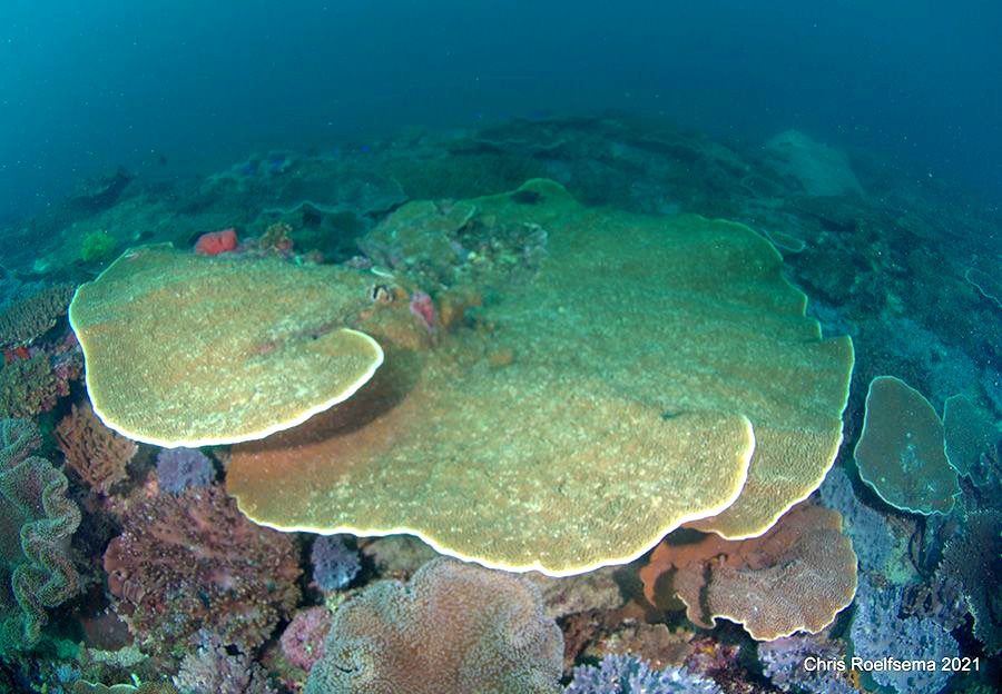 Mooloolaba coral (Chris Roelfsema)