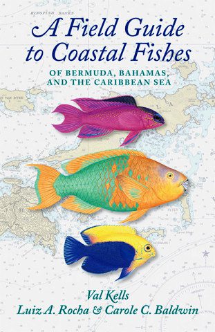 A Field Guide To Coastal Fishes of Bermuda, Bahamas and the Caribbean Sea