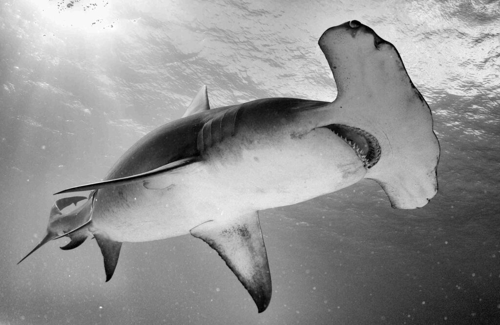 Hammerhead shark (Andy B Casagrande)