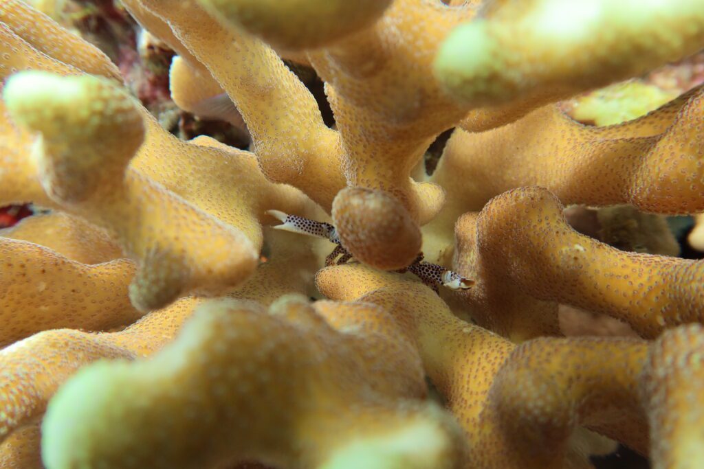 Raja Ampat Creature Feature Underwater Crabs
