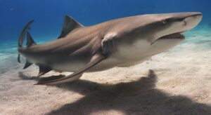 A lemon shark was responsible for one bite – a very rare occurrence (Albert Kok)