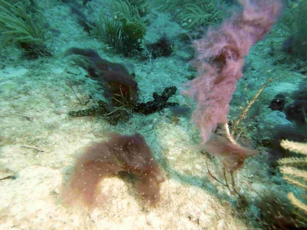 Alga yang berkembang biak