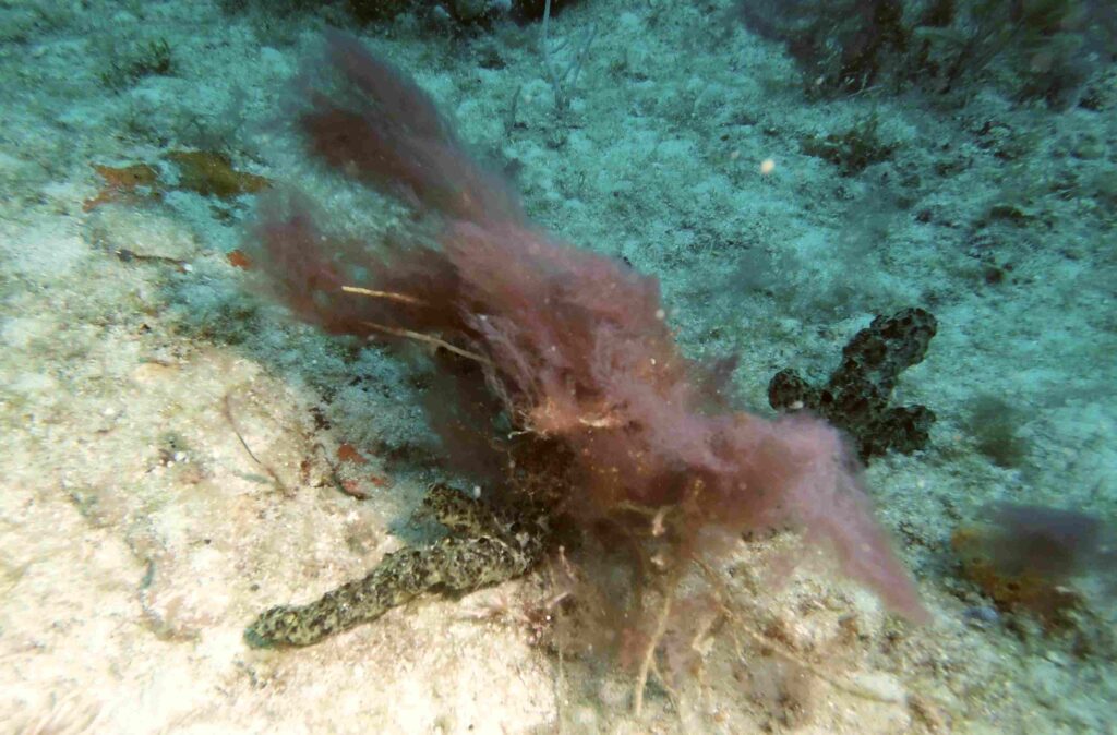 Soffocando e soffocando la barriera corallina