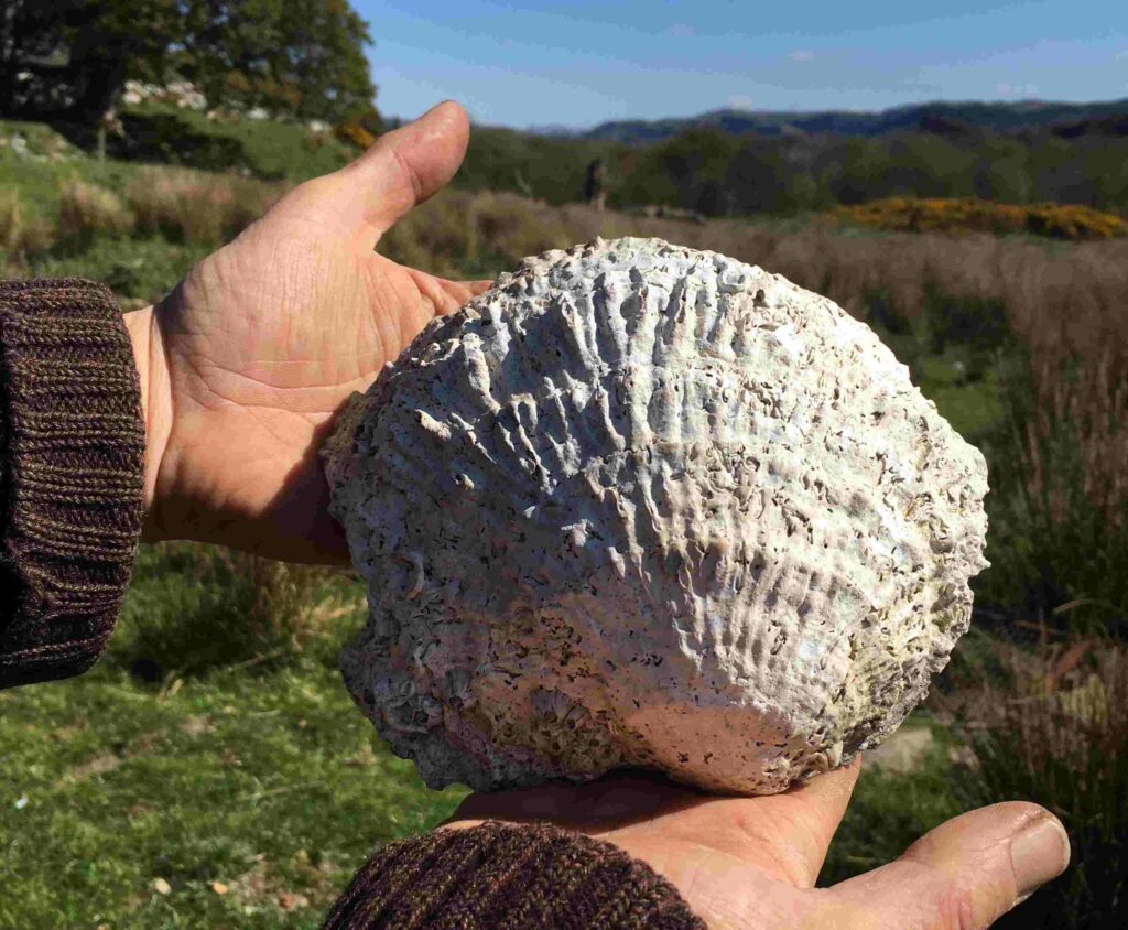 Large native oyster shell (Operation Oyster)