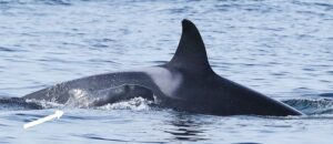Saetis the orca with the pilot whale calf (West Iceland Nature Research Centre / Orca Guardians)