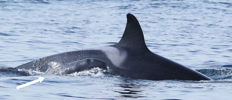 Saetis the orca with the pilot whale calf (West Iceland Nature Research Centre / Orca Guardians)
