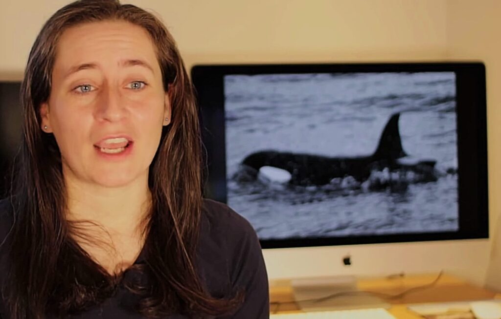 Marie-Thérèse Mrusczok skúmala pozorovanie (Centrum pre výskum prírody západného Islandu / Orca Guardians)