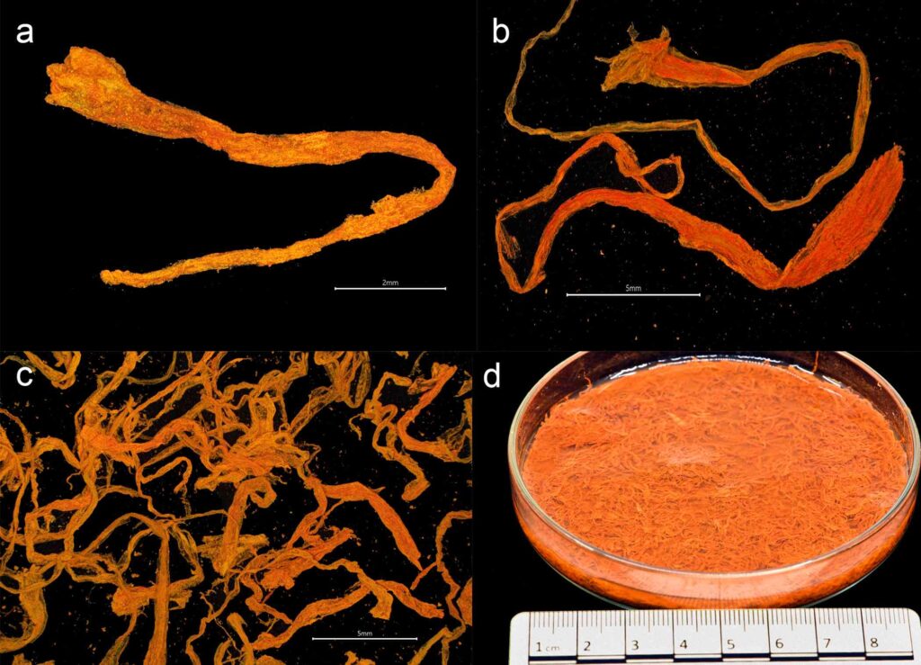 Sul Gribshunden i sub hanno trovato zafferano vecchio di 500 anni