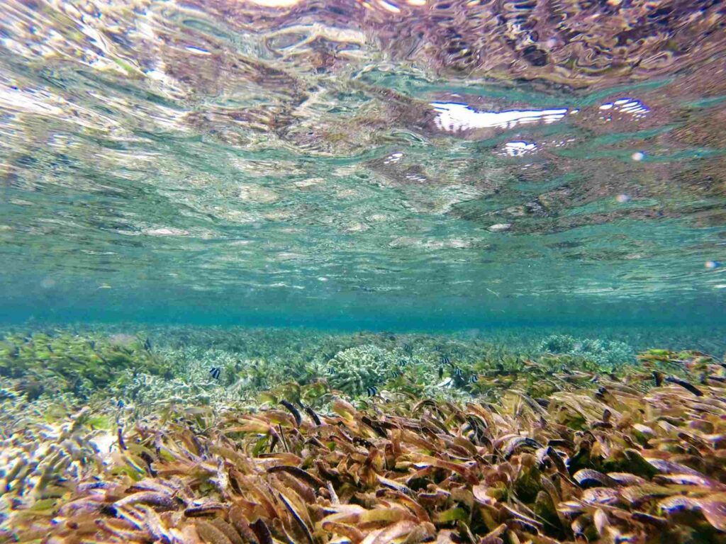 Seagrass at the study site (Holly East)