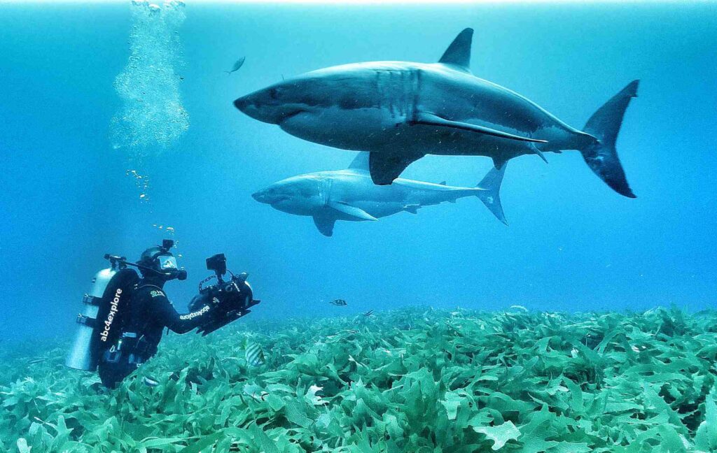 The great white shark brothers (Andy B Casagrande)