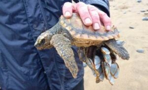 Juvenile loggerhead turtle found in Helston, Cornwall (Mike Pearson)