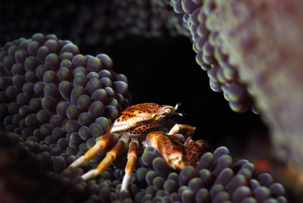 Raja Ampat Creature Feature Underwater Crabs