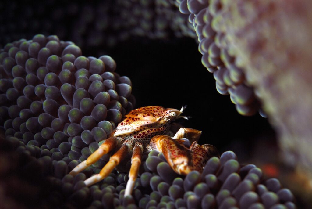 La créature de Raja Ampat présente des crabes sous-marins