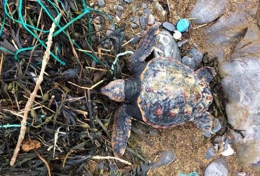 Juvenile loggerhead turtle found in Bude (Cat Frampton)