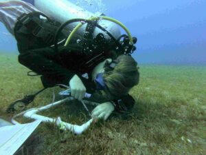 A 14-year-old diver measures seagrass bladess