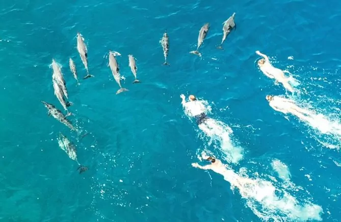 Persiguiendo delfines en Hawaii