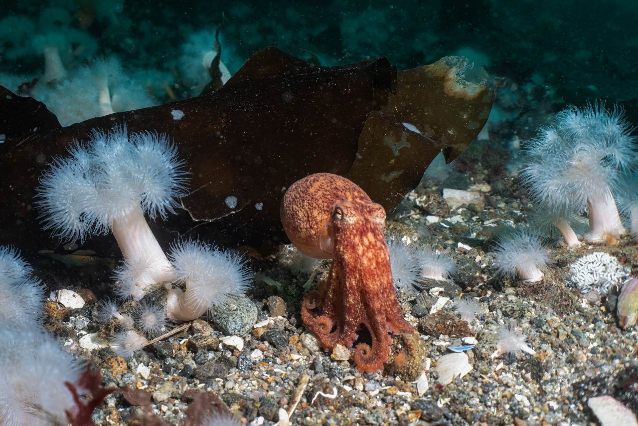 Curled octopus, Toft Pier, Shetland Islands by Billy Arthur