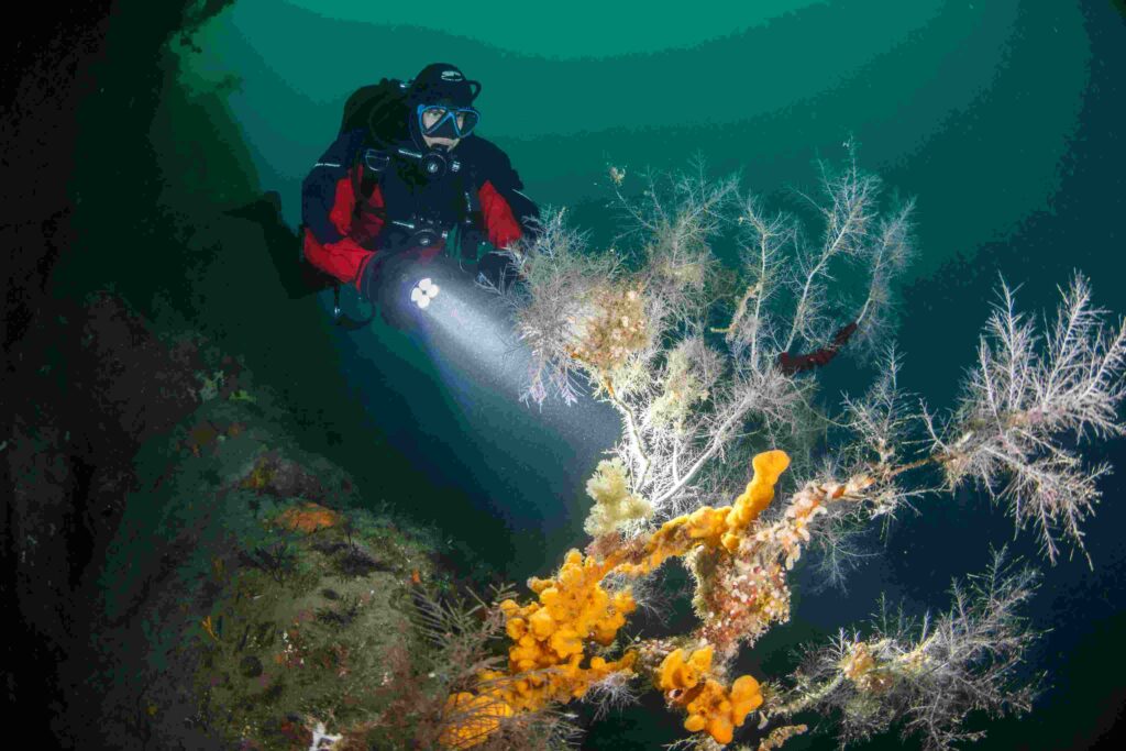 Black coral in Fiordland (PADI)