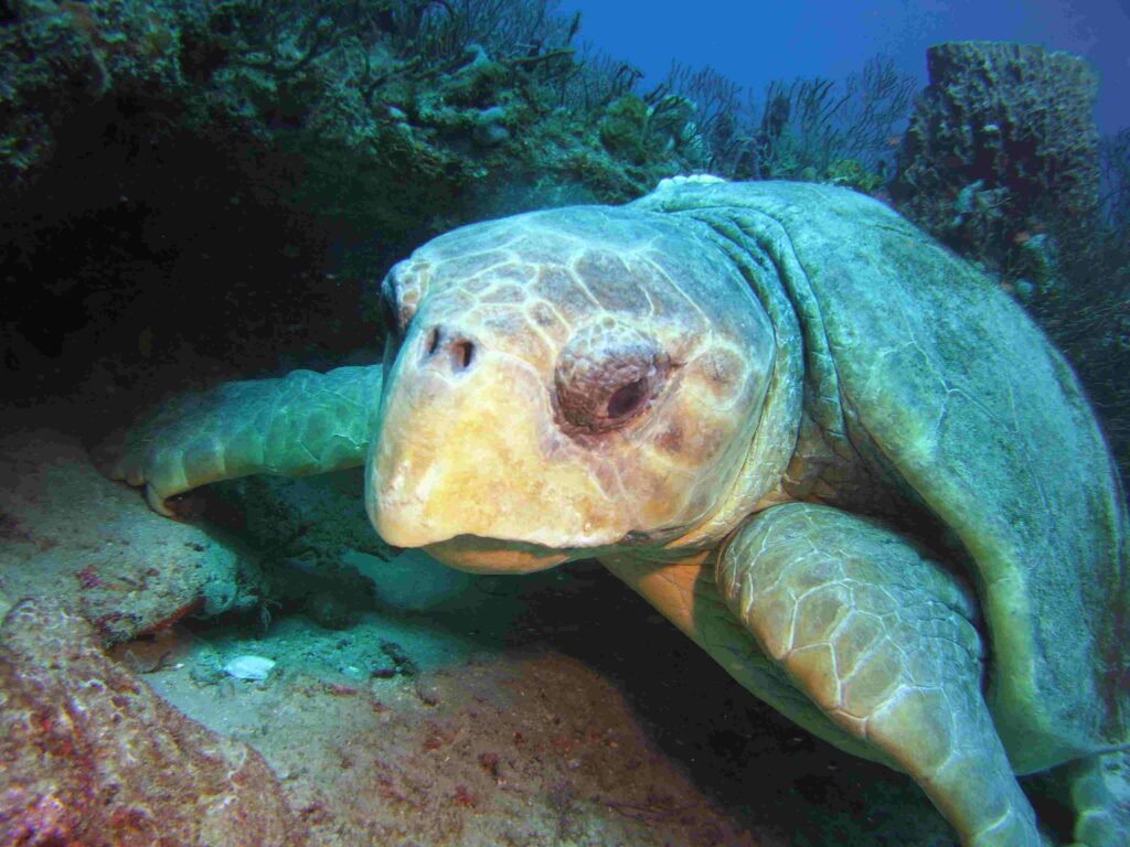 Close up of the large old loggerhead turtle, which comes home to mate and lay eggs on the beach where it hatched out