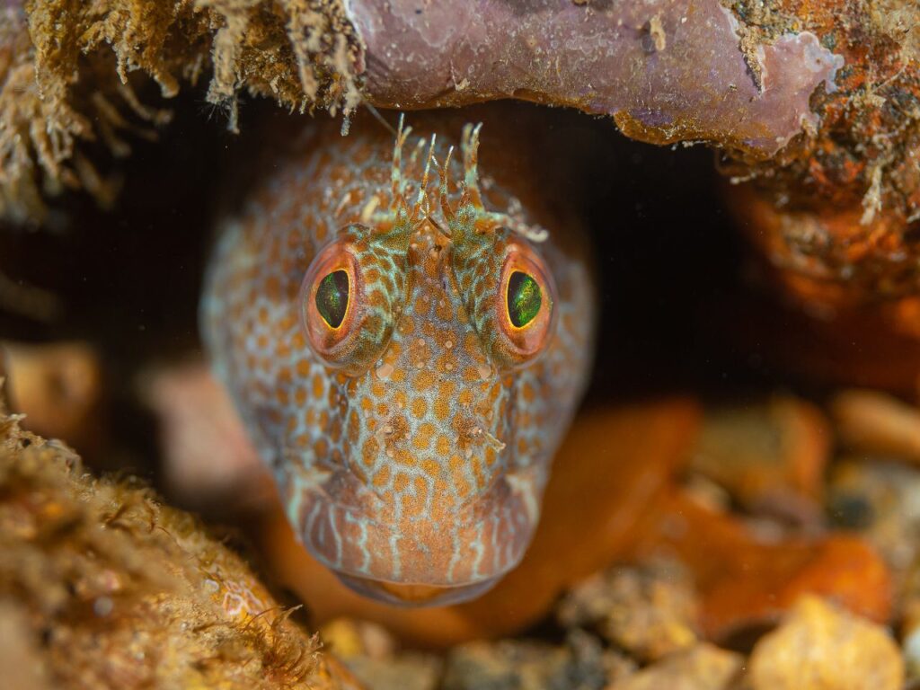 Blennie variable, Babbacombe, sud du Devon par Dan Bolt