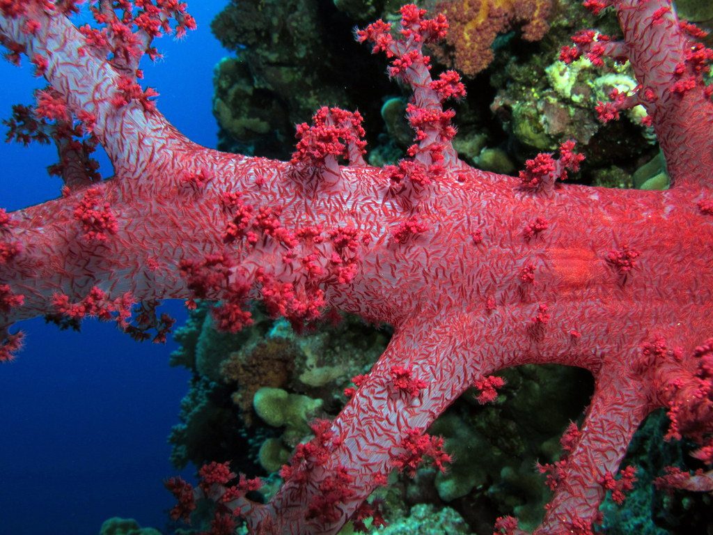 Dendronephthya soft coral (Derek Keats)