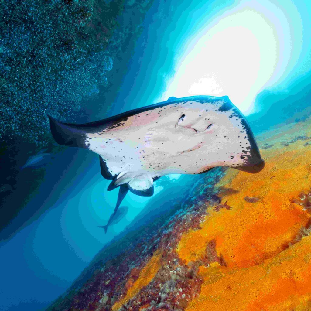 Ray (Immersione Tutukaka)