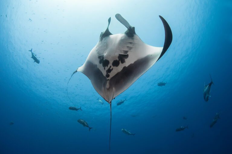 Planet Ocean theme: Manta ray by Aunk Horwang of Thailand, a winner in last year’s UN WOD photo competition