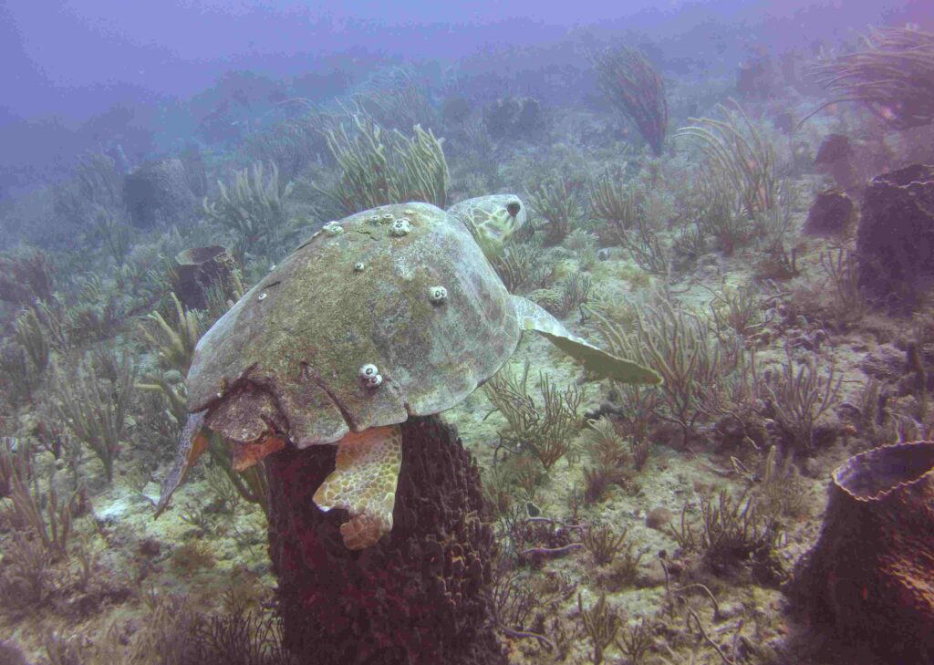 Flipper cut off and one scarred with damage to shell from propeller, yet this turtle survived