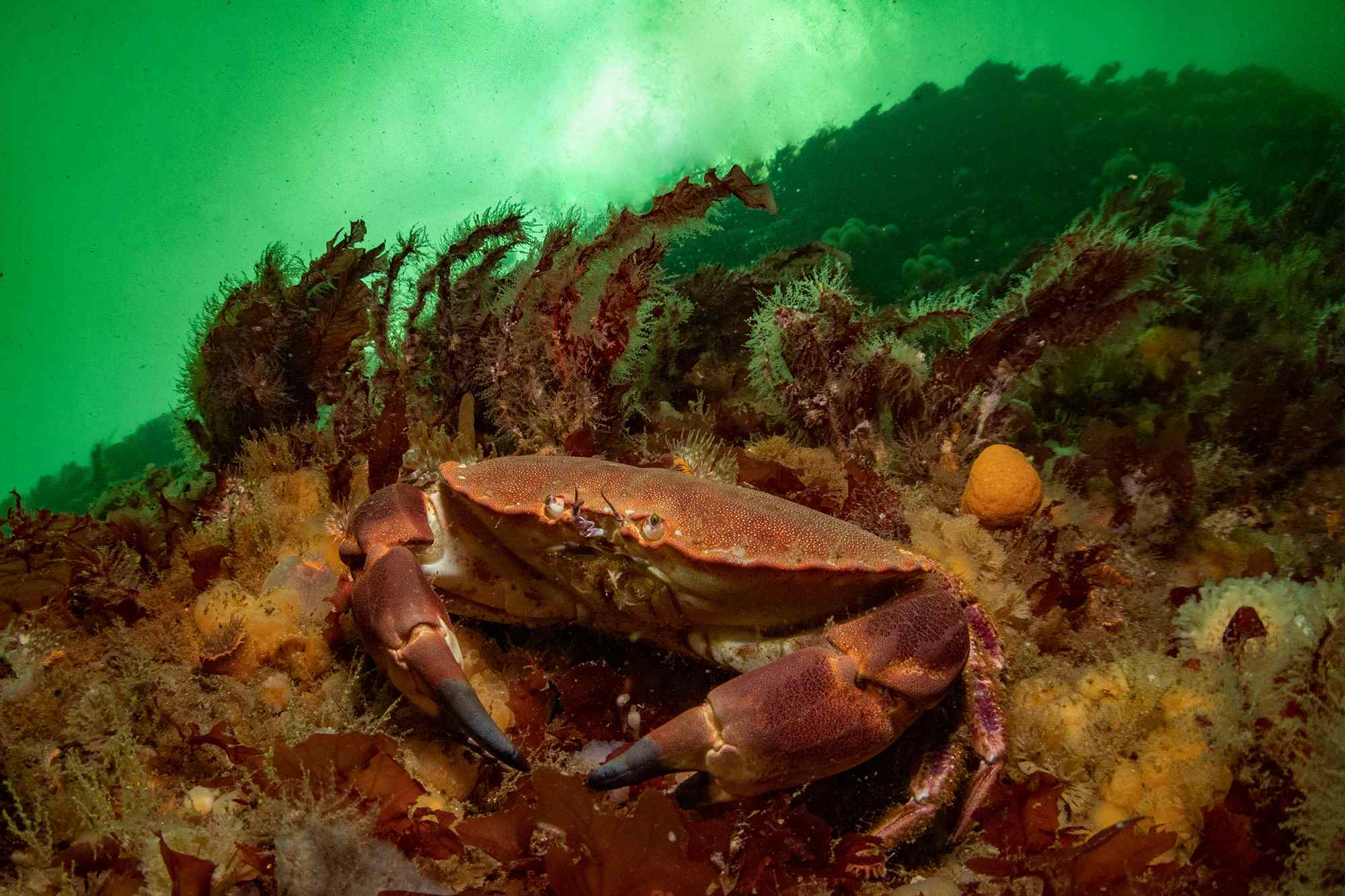 Edible crab, St Abbs, Berwickshire marine reserve by Georgie Bull