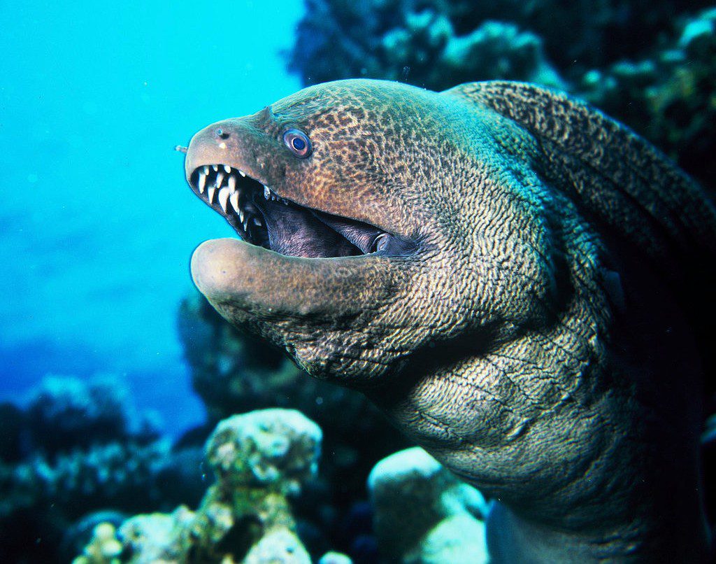 Giant moray eel (Albert Kok)