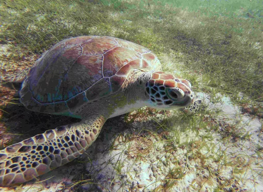 Green turtle adults eat only seagrasses but many ocean areas are polluted, killing seagrass