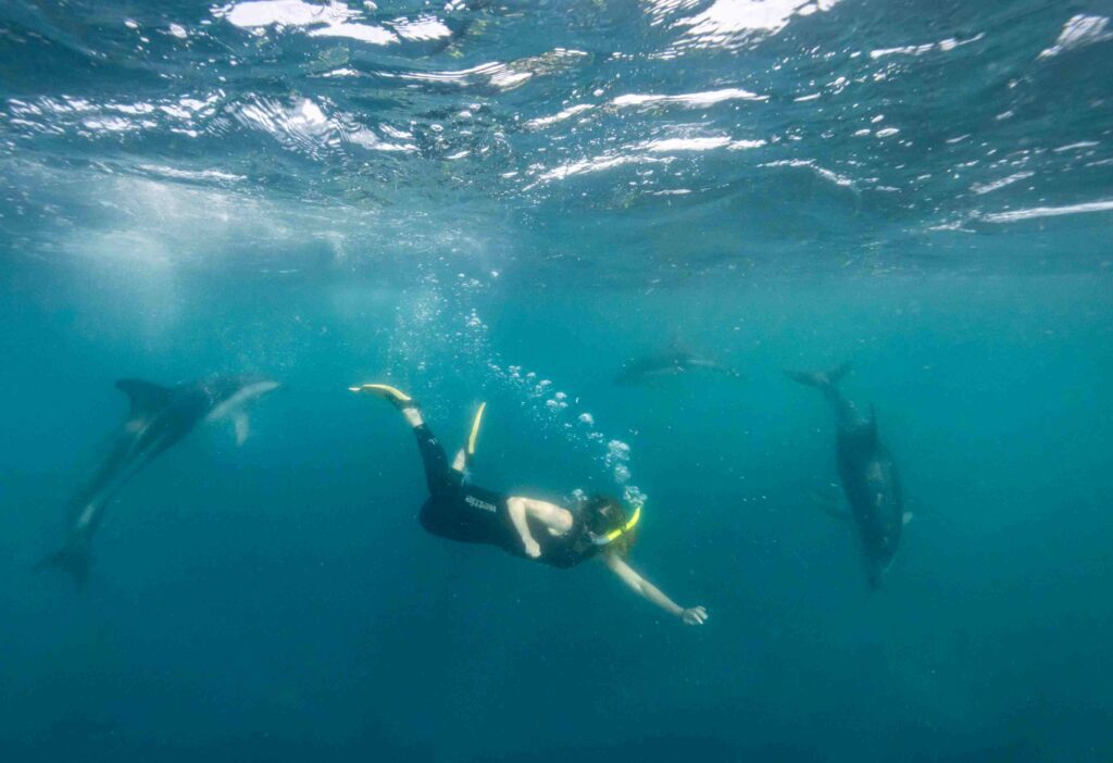 Freediving with dolphins at Kaikoura (PADI)