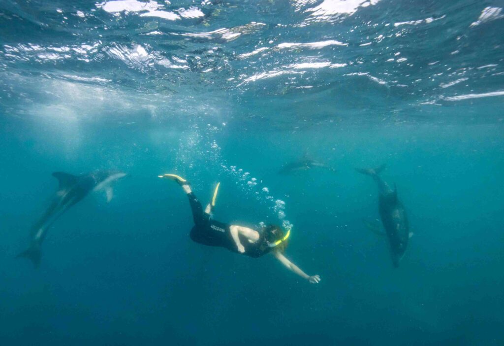 Fridykning med delfiner ved Kaikoura (PADI)