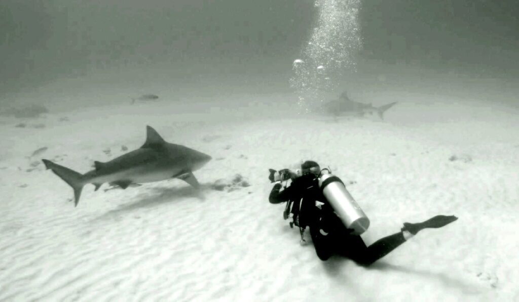 Kat and the bull sharks (photo by Lanny Vogel)