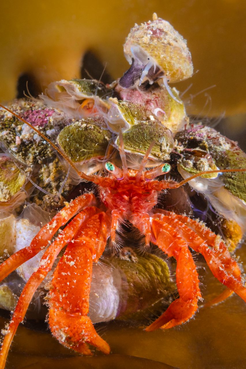 Hermit crab & other molluscs on kelp, Shetland by Kirsty Andrews