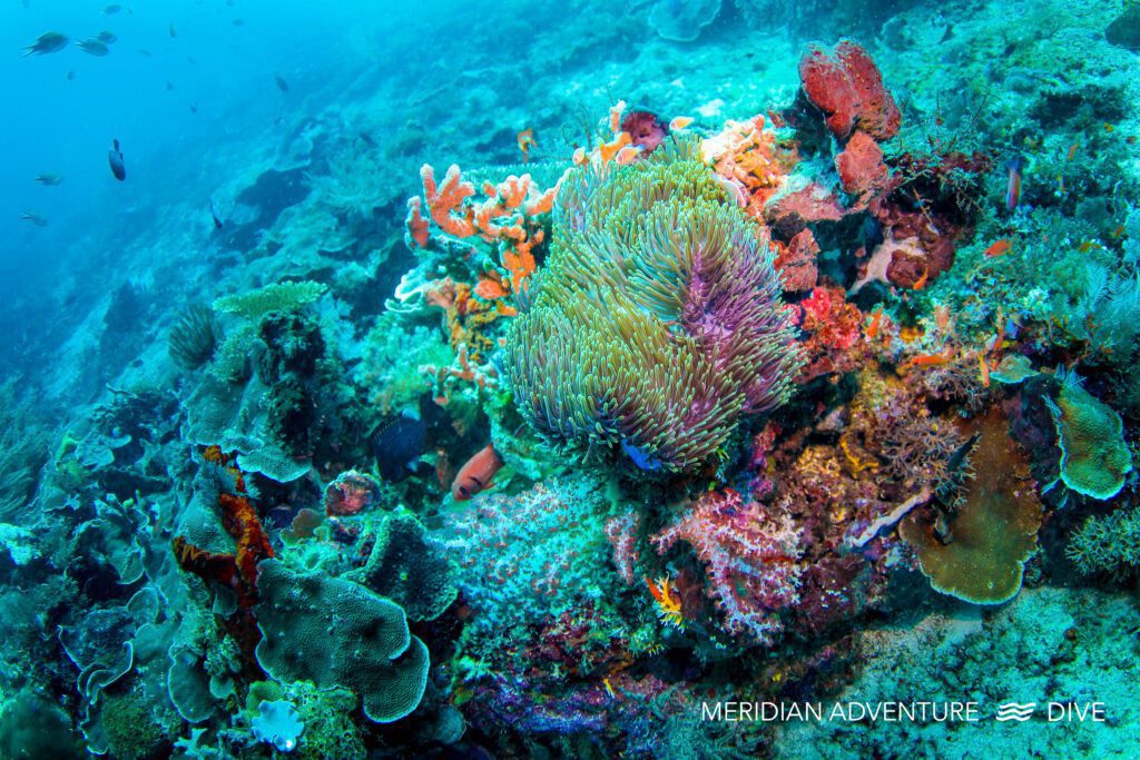 Local Guide to Raja Ampat Neu Reef