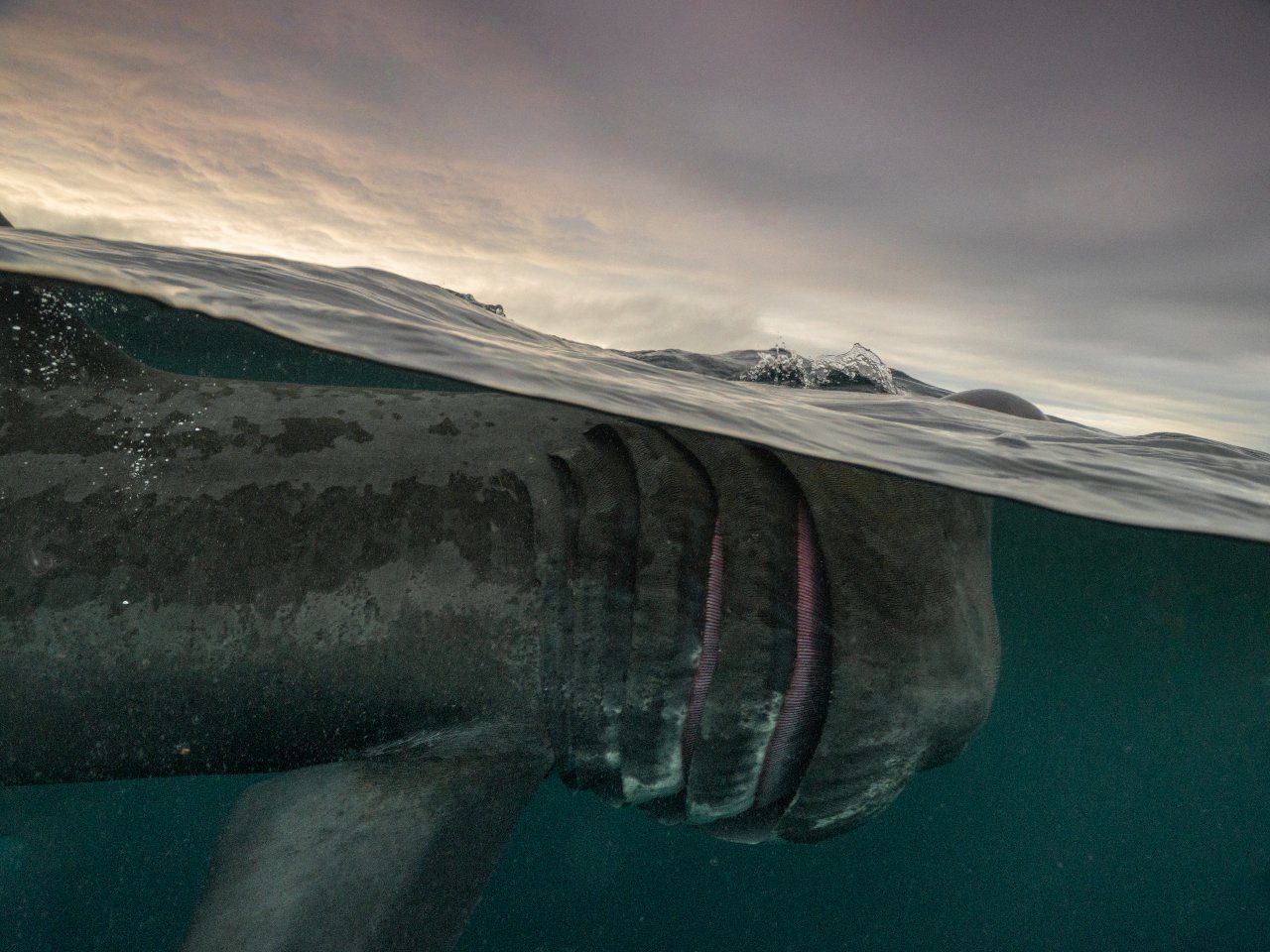 Basking shark, Isle of Coll by Mark Kirkland
