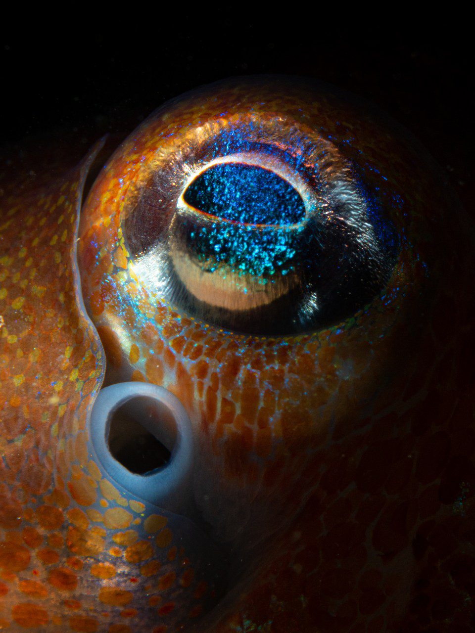Bobtail squid, Loch Long by Mark Kirkland