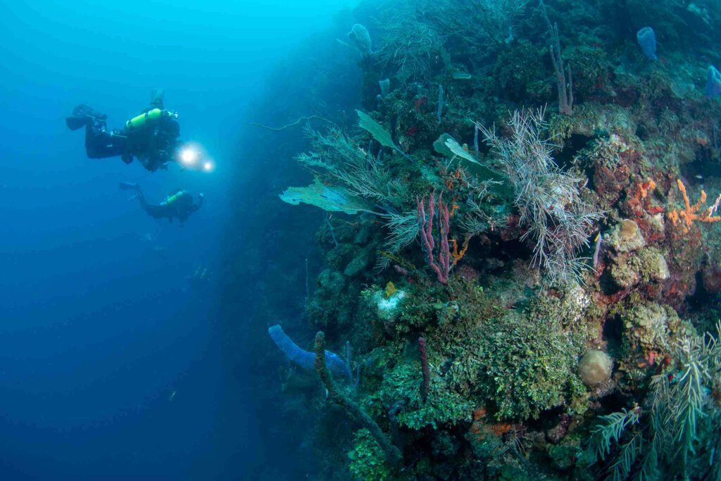 Diving a mesophotic coral reef off Roatan, Honduras (Luiz Rocha / California Academy of Sciences)