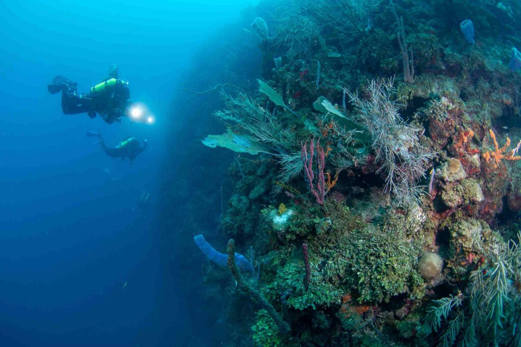 Tauchen in einem mesophotischen Korallenriff vor Roatan, Honduras (Luiz Rocha / California Academy of Sciences)