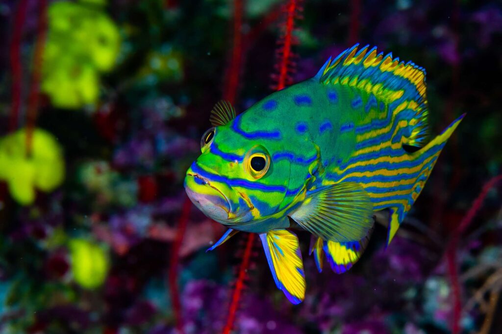 Harlekijntandbaars op een diep koraalrif (Luiz Rocha / California Academy of Sciences)