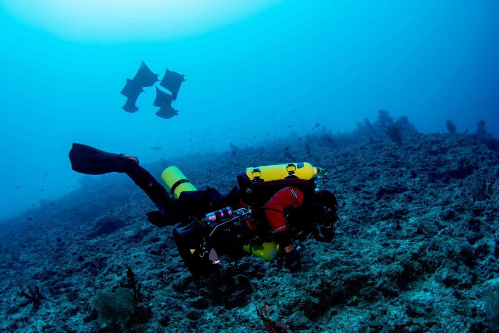 Diver on a shallow reef (Luiz Rocha / California Academy of Sciences)