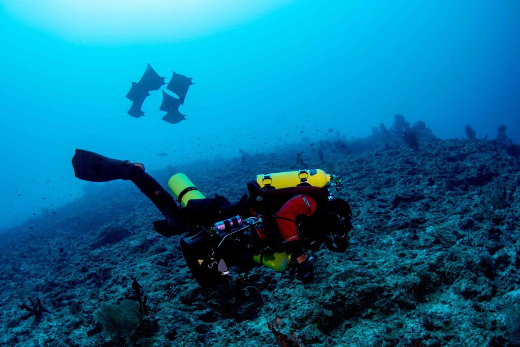 Penyelam di terumbu dangkal (Luiz Rocha / California Academy of Sciences)