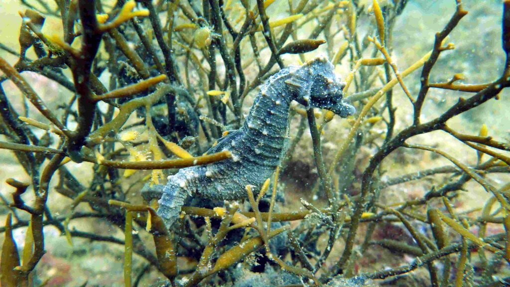 Seahorse sa Studland (Neil Garrick-Maidment)