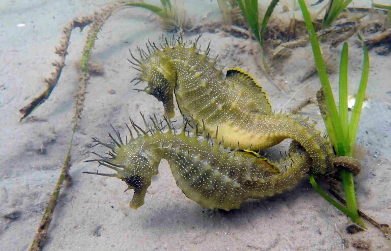 Seahorses in seagrass, Studland Bay (Neil Garrick-Maidment)