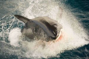Shark breaching in the Neptune Islands (Michael Fontenot)