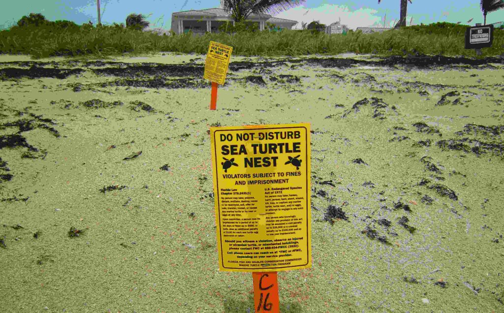 Signs are posted by volunteer turtle-watchers but beach-goers still plant umbrellas and beach-chairs on top of nests